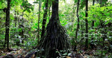 A view of the Amazon rainforest at Yasuni National Park, Pastaza province, Ecuador, July 29, 2023. (Reuters File Photo)