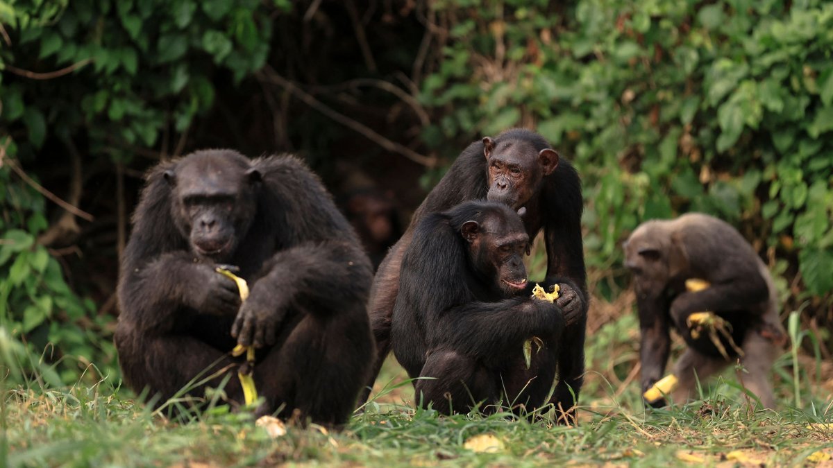 Chimpanzees eat on an island in the Douala-Edea Natural Park, Marienberg, Germany, Dec. 14, 2024. (AFP Photo)