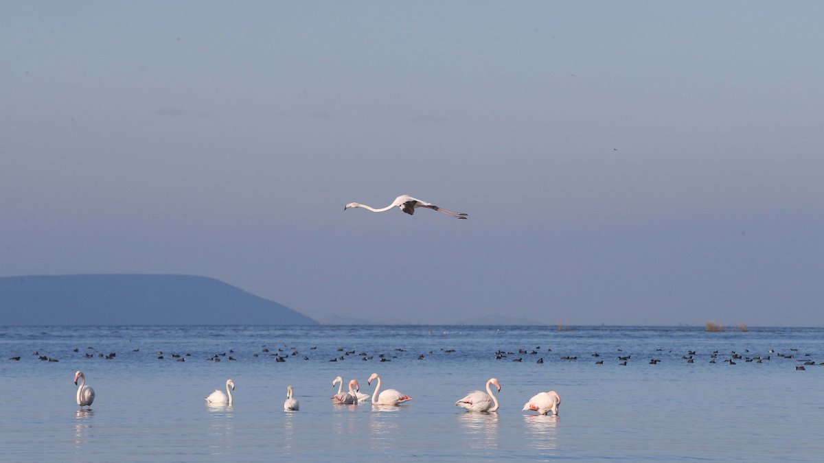 Swans return to Lake Bafa as water levels rise, Türkiye, Jan. 2, 2025. (AA Photo) 