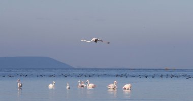 Swans return to Lake Bafa as water levels rise, Türkiye, Jan. 2, 2025. (AA Photo) 