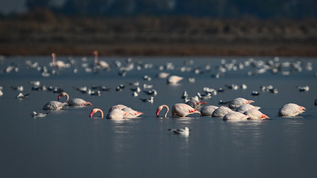 Flamingos and other migratory birds rest in the wetlands of Adana, Türkiye, Jan. 3, 2025. (AA Photo)