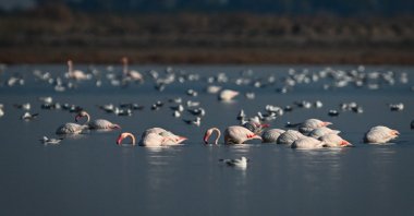 Flamingos and other migratory birds rest in the wetlands of Adana, Türkiye, Jan. 3, 2025. (AA Photo)