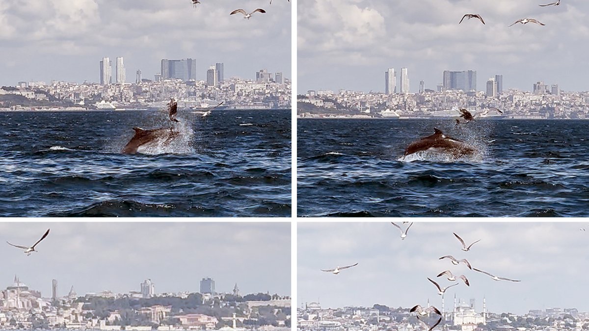 Screenshots released on Jan. 6, 2025, from a video taken in August 2024 of an adult dolphin committing infanticide in the Marmara Sea, Istanbul, Türkiye. (DHA Photo)