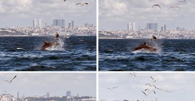 Screenshots released on Jan. 6, 2025, from a video taken in August 2024 of an adult dolphin committing infanticide in the Marmara Sea, Istanbul, Türkiye. (DHA Photo)