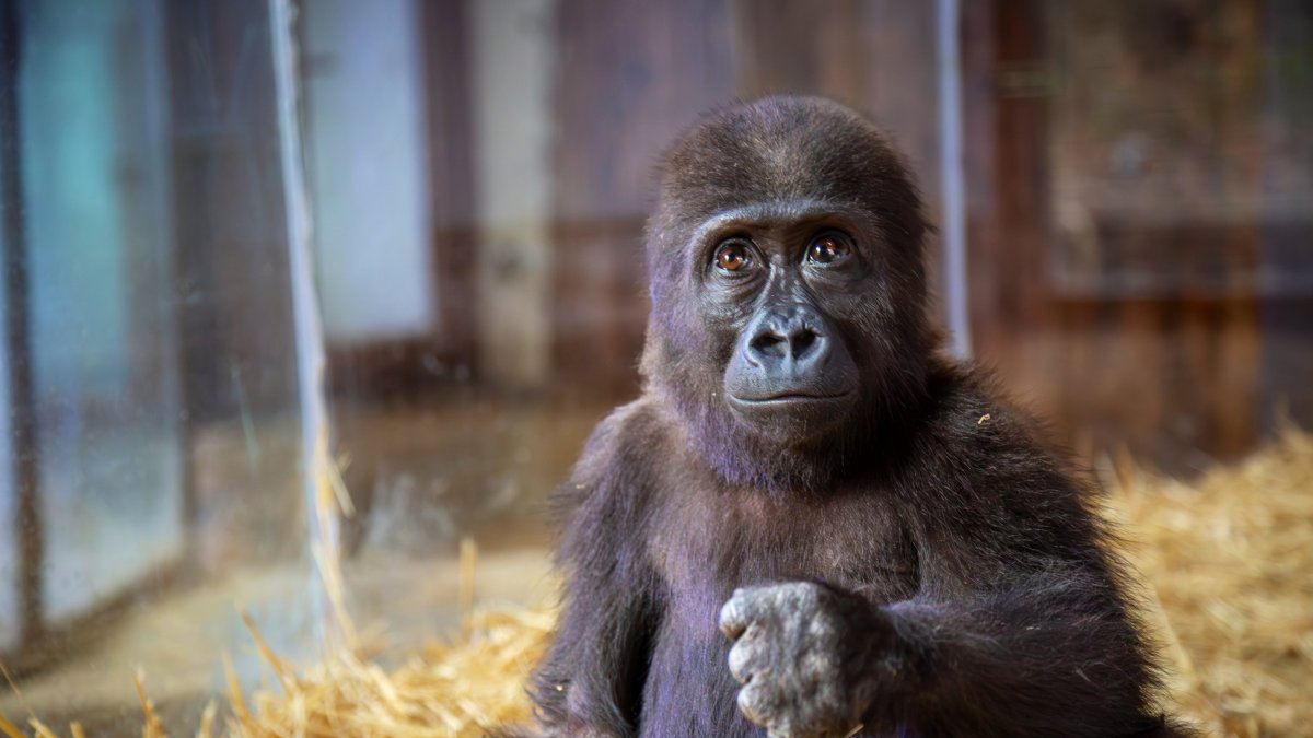  The baby gorilla, rescued from illegal wildlife trafficking, is seen at Istanbul Airport, Türkiye, Dec. 28, 2024. (AA Photo) 