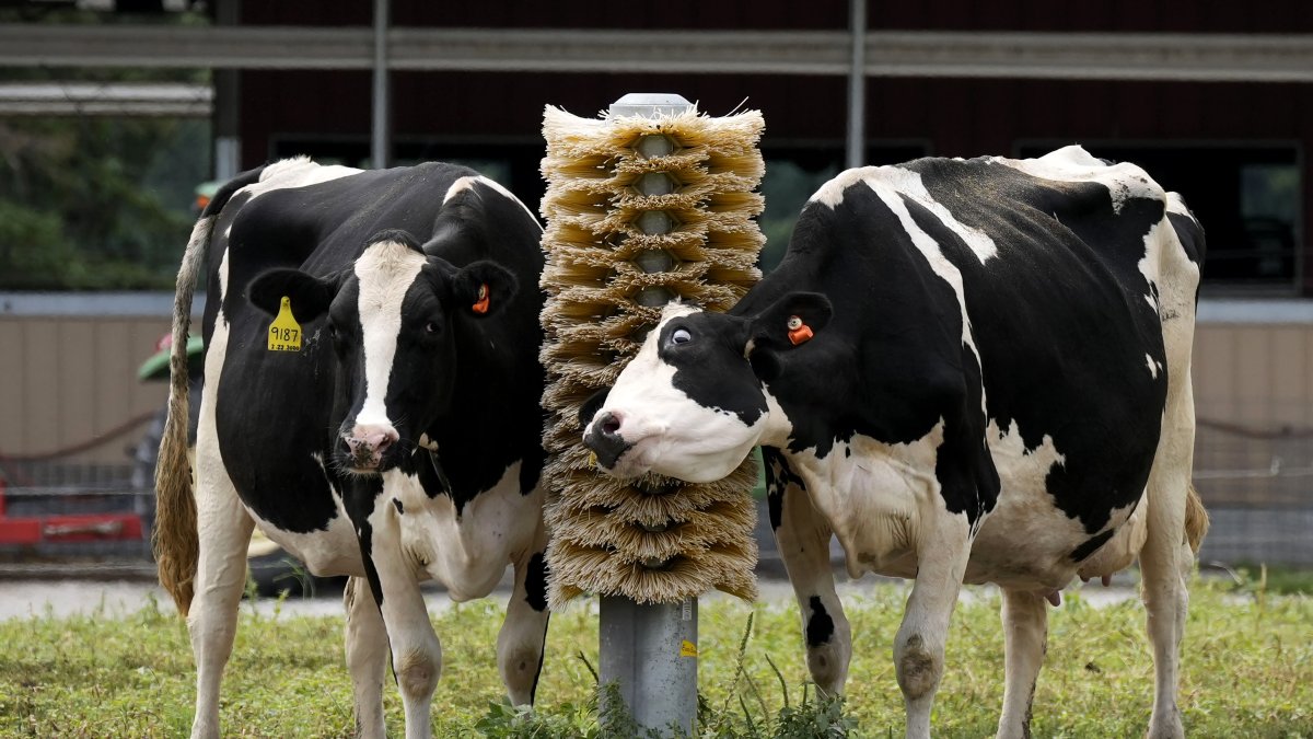 Dairy cows stand in a field outside of a milking barn at the U.S. Department of Agriculture&#039;s National Animal Disease Center research facility in Ames, Iowa, Tuesday, Aug. 6, 2024. (AP File Photo)