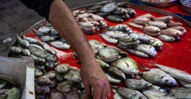 A fishmonger arranges a catch for sale at a market in Izmir, Türkiye, May 19, 2023. (Getty Images)