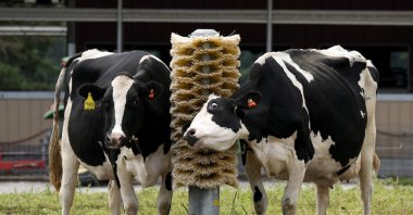 Dairy cows stand in a field outside of a milking barn at the U.S. Department of Agriculture&#039;s National Animal Disease Center research facility in Ames, Iowa, Tuesday, Aug. 6, 2024. (AP File Photo)