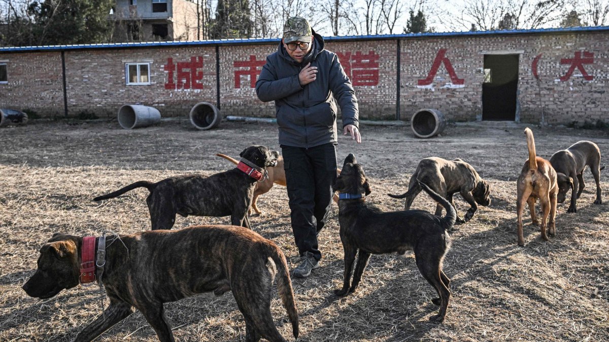 Hunter Li Shangxue and hunting dogs walking inside a kennel in Weinan, in northern Shaanxi province, China, Dec. 14, 2024. (AFP Photo)