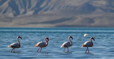 Flamingos resting in the Göründü Marshes, located in the Lake Van Basin, Türkiye, Jan. 9, 2025. (DHA Photo) 