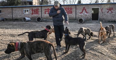 Hunter Li Shangxue and hunting dogs walking inside a kennel in Weinan, in northern Shaanxi province, China, Dec. 14, 2024. (AFP Photo)