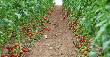 Tomatoes in a greenhouse in the Koza district of southern Adana province, Türkiye, Jan. 7, 2025. (IHA Photo)