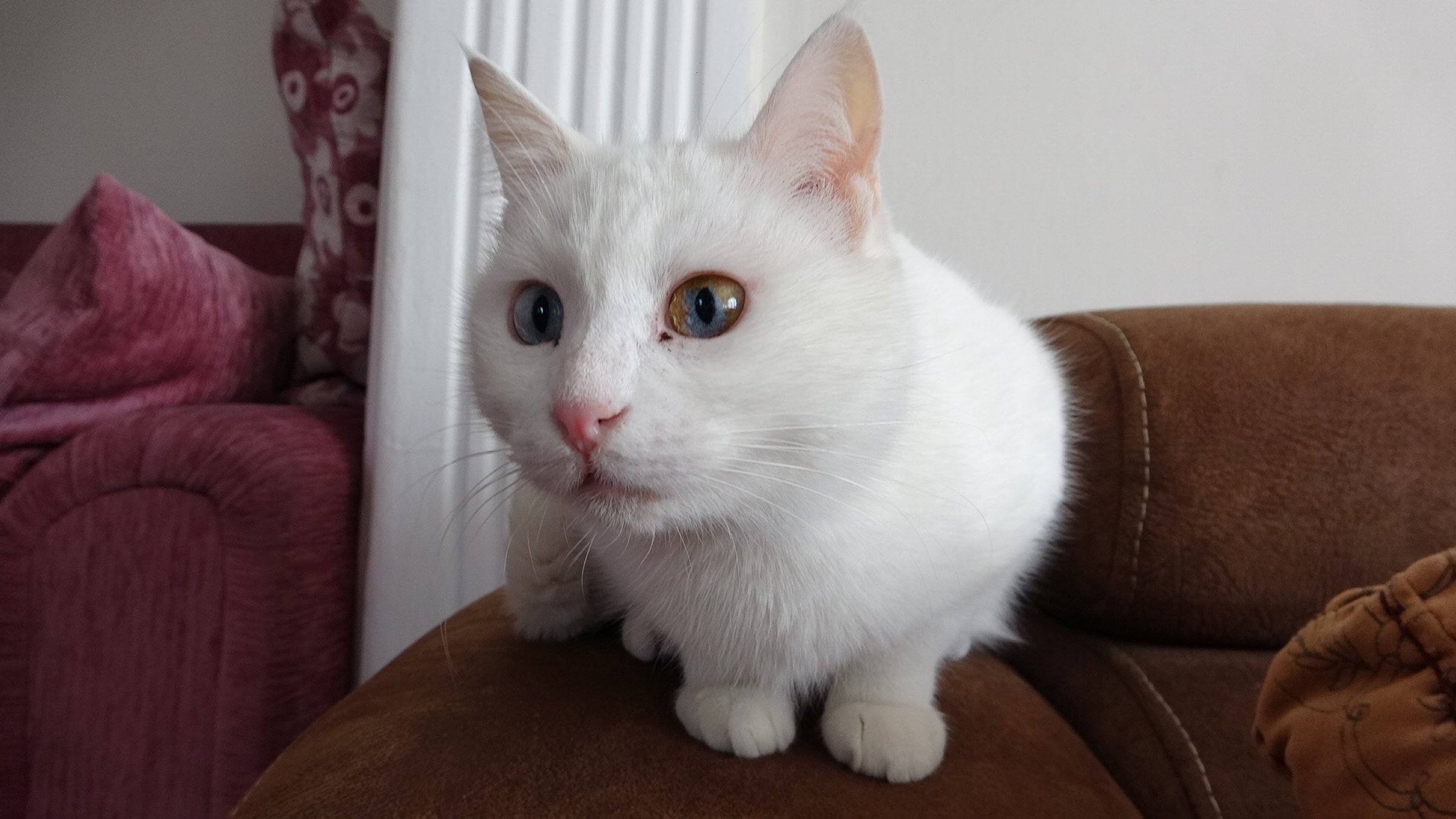 One of the Van cats being cared for by Fatih Binici in his home, Van, Türkiye, Jan. 13, 2024. (IHA Photo) 