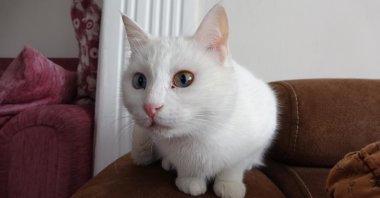 One of the Van cats being cared for by Fatih Binici in his home, Van, Türkiye, Jan. 13, 2024. (IHA Photo) 