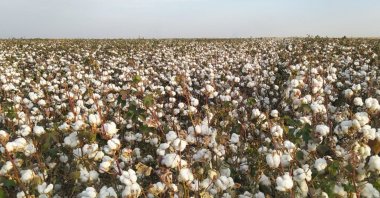 A cotton field thrives in warm, humid climates of Türkiye&#039;s southeast, Jan. 13, 2024. (AA Photo)