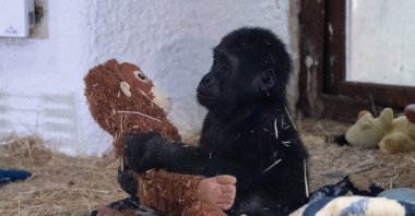 Zeytin the western gorilla plays with a toy in the rehabilitation room at a zoo, Istanbul, Türkiye, Jan. 12, 2024. (AA Photo)