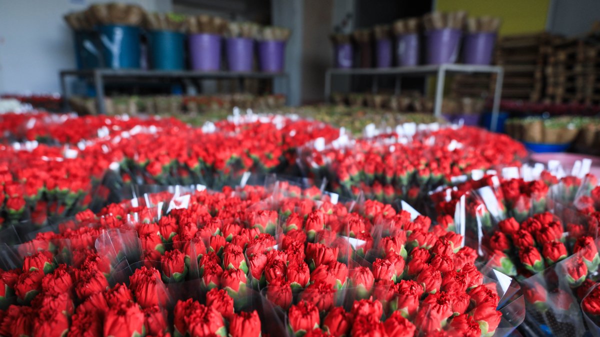 A general view of carnations is seen in Antalya, southern Türkiye, Dec. 22, 2024. (DHA Photo)