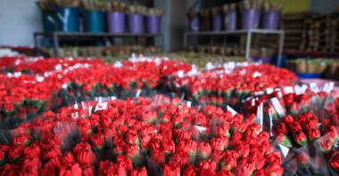 A general view of carnations is seen in Antalya, southern Türkiye, Dec. 22, 2024. (DHA Photo)