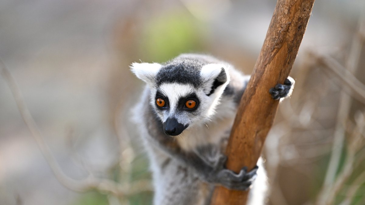 Wild animals like lemurs, alongside many other species, also live at Antalya Wildlife Park, Antalya, Türkiye, Dec. 31, 2024. (AA Photo) 







