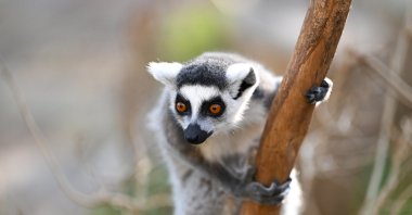 Wild animals like lemurs, alongside many other species, also live at Antalya Wildlife Park, Antalya, Türkiye, Dec. 31, 2024. (AA Photo) 







