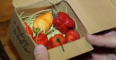 A close-up of the world’s hottest pepper, the &quot;Carolina Reaper,&quot; featured in a hot pepper eating contest, Erzurum, Türkiye, Jan. 16, 2024. (DHA Photo)