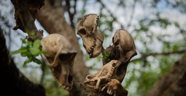 The skulls are hung in the trees where the tribe lives, Serengeti region, Tanzania, Dec. 18, 2024. (AA Photo)
