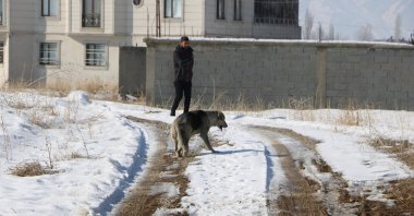 Authorities round up stray dogs following the death of 12-year-old Eslem Teker in Yüksekova, Hakkari, southeastern Türkiye, Jan. 19, 2025. (AA Photo)