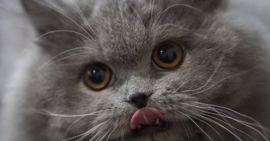 A Persian cat looks on during a two-day international cat exhibition organized by the World Cat Federation (WCF), Budapest, Hungary, Jan. 18, 2025. (AP Photo)