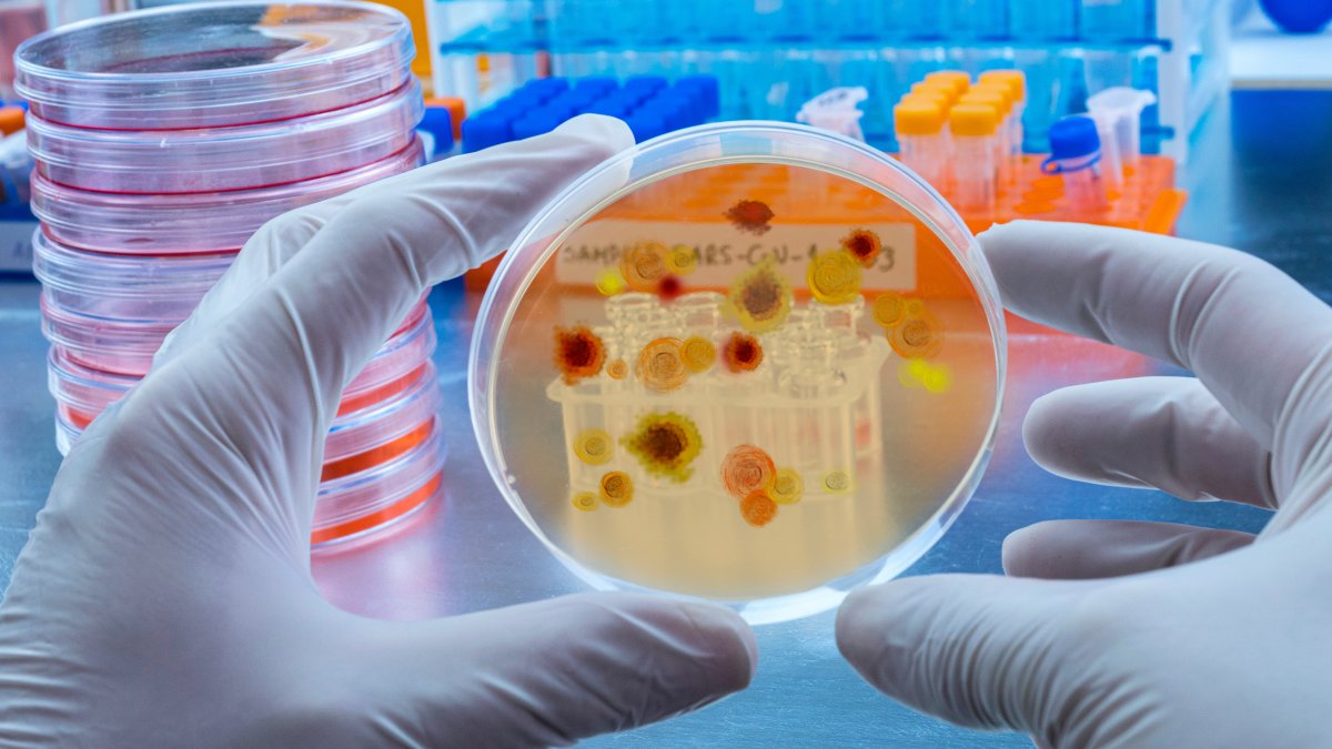 People will be sent from Britain to the Netherlands to be intentionally infected with a type of malaria for scientific research on its effects. (Shutterstock Photo)