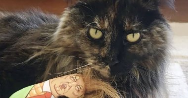 In this photo provided by Margo Neas, her cat, Mittens, plays with a Donald Trump toy in Melbourne, Australia, on Jan. 7, 2019. (AP Photo)