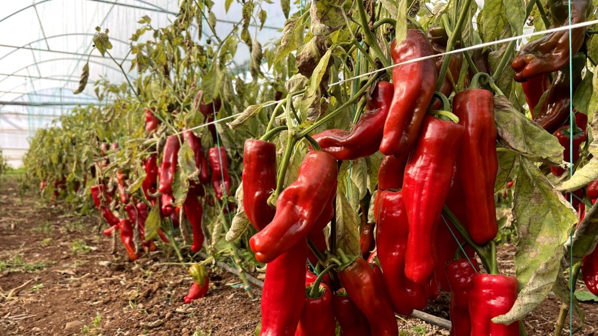 A photograph of red peppers ready for cultivation in a greenhouse in Karaali, where the surrounding agricultural areas gained water and greenhouse cultivation developed rapidly after the Southeastern Anatolia Project (GAP), Karaali, Şanlıurfa, Türkiye, Jan. 13, 2025. (İHA Photo)