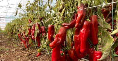 A photograph of red peppers ready for cultivation in a greenhouse in Karaali, where the surrounding agricultural areas gained water and greenhouse cultivation developed rapidly after the Southeastern Anatolia Project (GAP), Karaali, Şanlıurfa, Türkiye, Jan. 13, 2025. (İHA Photo)