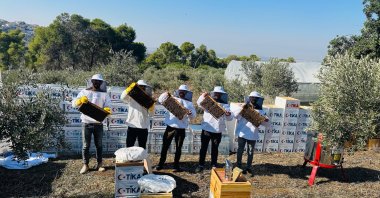 Beekeepers in Palestine participate in a program aimed at developing the beekeeping sector, Palestine, Jan. 27, 2025. (AA Photo)