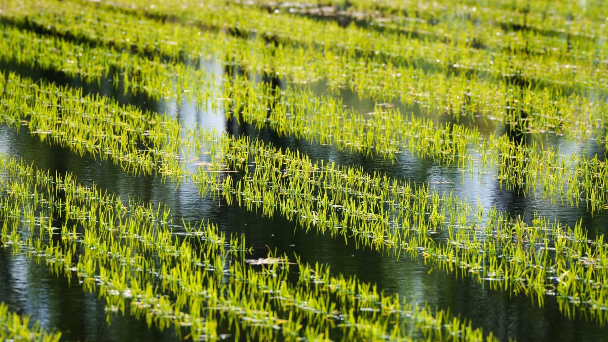 In the picturesque region of Kashmir, a technological transformation is underway in agriculture, with artificial intelligence emerging as a game-changing force for farming practices. (DPA Photo)