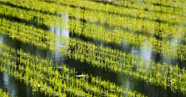In the picturesque region of Kashmir, a technological transformation is underway in agriculture, with artificial intelligence emerging as a game-changing force for farming practices. (DPA Photo)