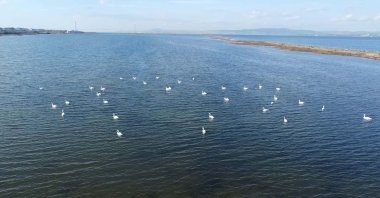 Birds observed in wetlands during the 2025 Winter Mid-Season Waterfowl Census, Çanakkale, Türkiye, Jan. 30, 2025. (DHA Photo) 