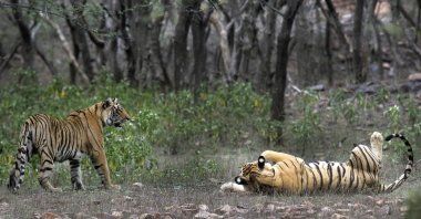 Tigers are visible at the Ranthambore National Park in Sawai Madhopur, India, April 12, 2015. (AP Photo)