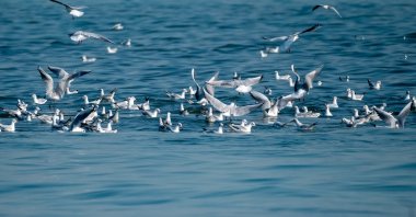 Seagulls fly over the sea as birdwatchers and photographers gather to observe them, Mersin, southern Türkiye, Feb. 4, 2025. (AA Photo)