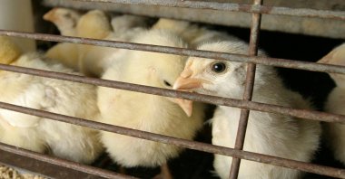 "Avian flu has hit farms nationwide, leading to the slaughter of millions of birds and driving up egg prices." (Reuters Photo)