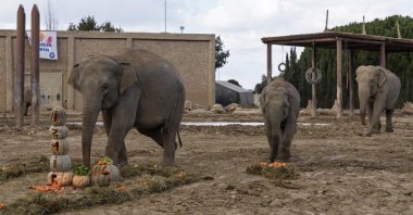 Izmir enjoys her birthday cake made of pumpkins and fruits at Izmir Wildlife Park, Izmir, Türkiye, Feb. 9, 2025. (IHA Photo)
