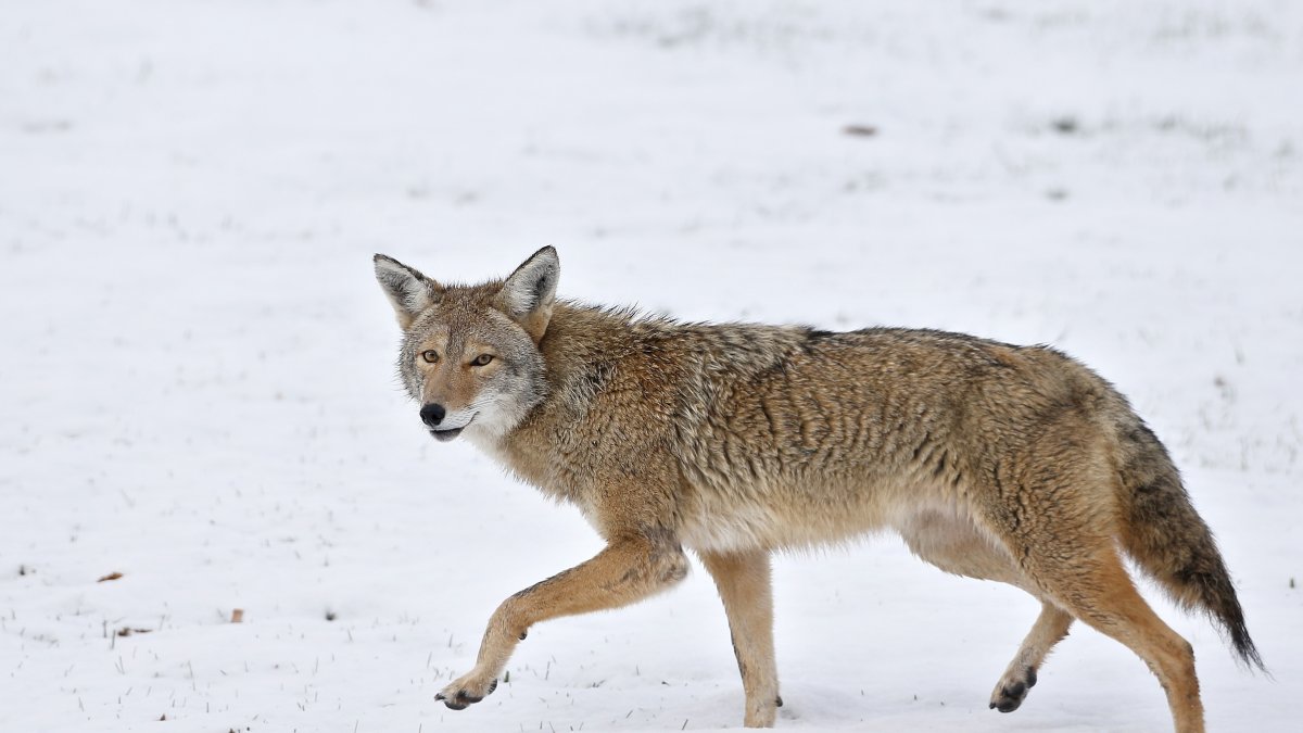 A coyote walks across fresh snow, Boulder, Colorado, U.S., Nov. 11, 2015. (AP File Photo)