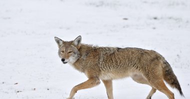 A coyote walks across fresh snow, Boulder, Colorado, U.S., Nov. 11, 2015. (AP File Photo)