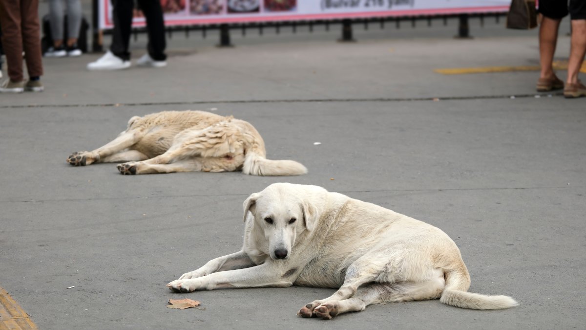 Stray dogs roam the streets, highlighting growing concerns, Istanbul, Türkiye. (Shutterstock photo) 