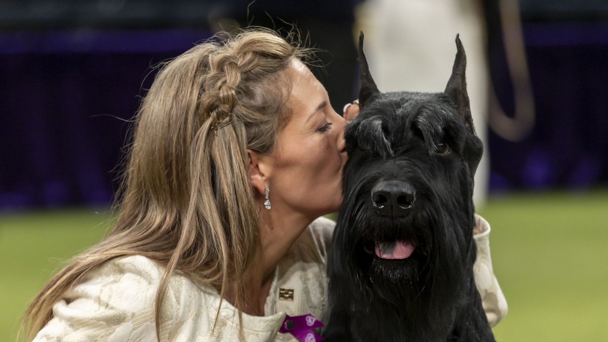 The Giant Schnauzer named Monty poses for pictures with its handler after winning Best in Show during the 149th Annual Westminster Kennel Club Dog Show at Madison Square Garden, New York, U.S., Feb. 11, 2025. (EPA Photo)