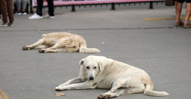 Stray dogs roam the streets, highlighting growing concerns, Istanbul, Türkiye. (Shutterstock photo) 