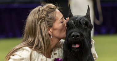 The Giant Schnauzer named Monty poses for pictures with its handler after winning Best in Show during the 149th Annual Westminster Kennel Club Dog Show at Madison Square Garden, New York, U.S., Feb. 11, 2025. (EPA Photo)