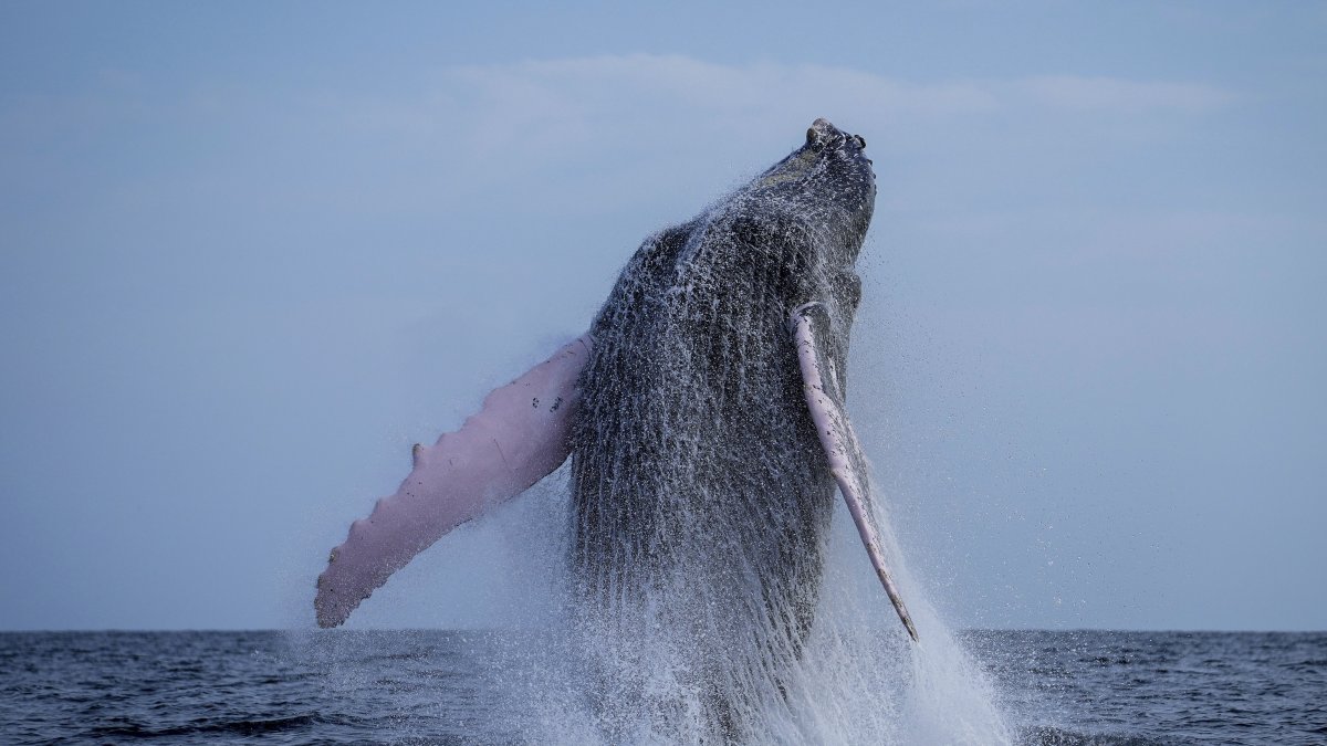 A humpback whale breaches off near Iguana Island, Panama, Sunday, July 14, 2024. (AP File Photo)