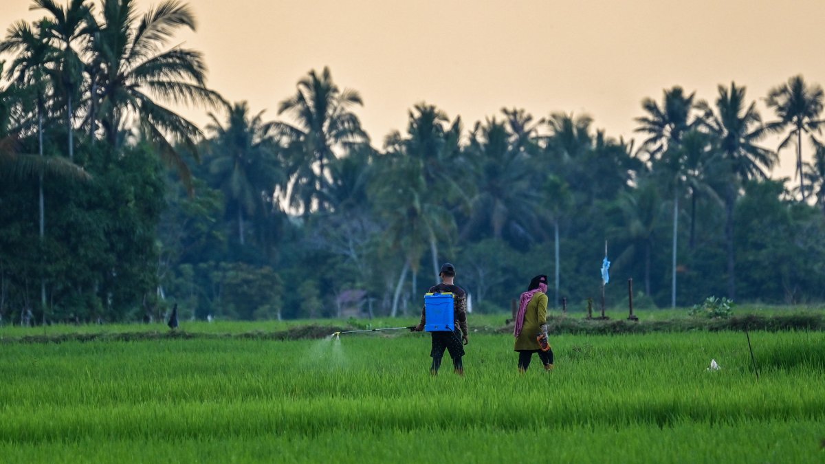 A farmer sprays pesticides at a paddy field in Montasik, Aceh province, Indonesia, Feb. 5, 2025. (AFP Photo)