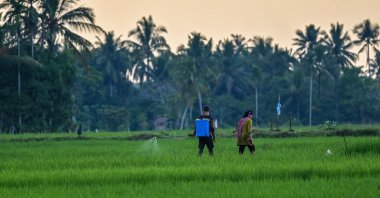 A farmer sprays pesticides at a paddy field in Montasik, Aceh province, Indonesia, Feb. 5, 2025. (AFP Photo)