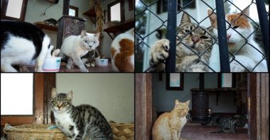 A photo combination provided by Anadolu Agency shows disabled and stray cats sheltered in a treatment center in Bursa, Türkiye, Feb. 16, 2025. (AA Photo)